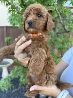 Sadie, a female Cavapoo for sale in Suisun City, CA – Photo 3 of 4