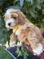 Yara, a female Cavapoo for sale in Suisun City, CA – 5 of 5