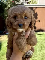 Honey, a female Cavapoo for sale in Suisun City, CA – Photo 1 of 6