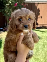 Honey, a female Cavapoo for sale in Suisun City, CA – Photo 6 of 6