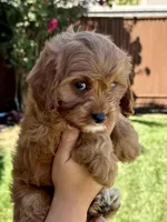 Honey, a female Cavapoo for sale in Suisun City, CA – Photo 2 of 6