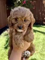 Honey, a female Cavapoo for sale in Suisun City, CA – Photo 3 of 6
