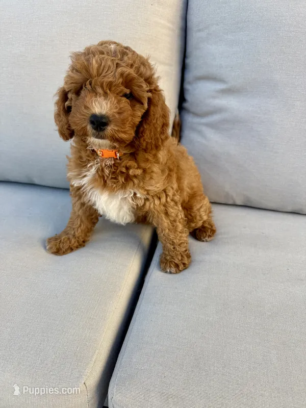 Olivia – Cavapoo puppy for sale in Suisun City, CA