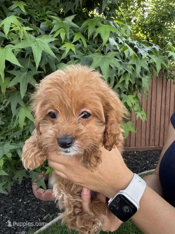 Nina – Cavapoo puppy for sale in Suisun City, CA