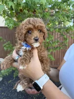 Brooks, a male Cavapoo for sale in Suisun City, CA – Photo 2 of 5