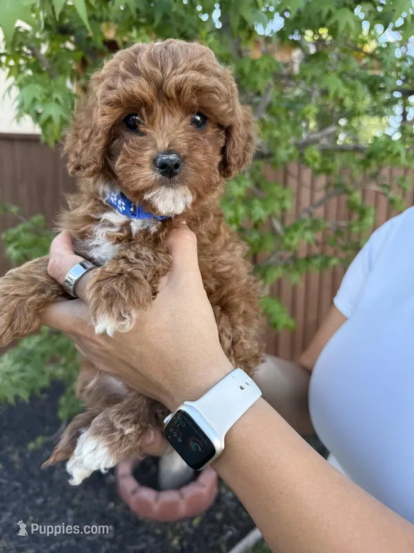 Brooks – Cavapoo puppy on hold in Suisun City, CA