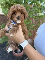 Brooks, a male Cavapoo for sale in Suisun City, CA – Photo 1 of 5