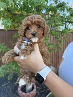 Brooks, a male Cavapoo for sale in Suisun City, CA – Photo 5 of 5