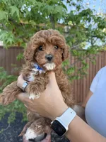 Brooks, a male Cavapoo for sale in Suisun City, CA – Photo 4 of 5