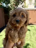 Cocoa, a male Cavapoo for sale in Suisun City, CA – Photo 3 of 6