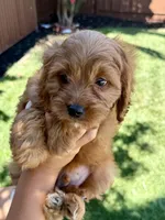 Cocoa, a male Cavapoo for sale in Suisun City, CA – Photo 4 of 6