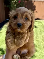 Cocoa, a male Cavapoo for sale in Suisun City, CA – Photo 5 of 6