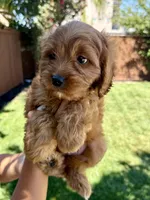 Cocoa, a male Cavapoo for sale in Suisun City, CA – Photo 2 of 6