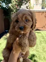 Cocoa, a male Cavapoo for sale in Suisun City, CA – Photo 6 of 6