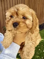 Penny, a female Cavapoo for sale in Suisun City, CA – Photo 3 of 8