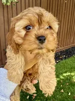 Penny, a female Cavapoo for sale in Suisun City, CA – Photo 4 of 8