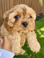 Penny, a female Cavapoo for sale in Suisun City, CA – Photo 8 of 8