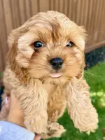 Penny, a female Cavapoo for sale in Suisun City, CA – Photo 5 of 8