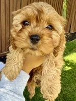 Penny, a female Cavapoo for sale in Suisun City, CA – Photo 6 of 8