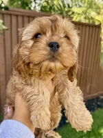 Penny, a female Cavapoo for sale in Suisun City, CA – Photo 2 of 8