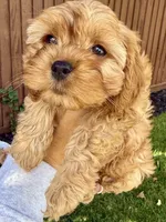 Penny, a female Cavapoo for sale in Suisun City, CA – Photo 7 of 8