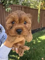 Princess, a female Cavapoo for sale in Suisun City, CA – Photo 3 of 6