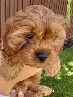 Princess, a female Cavapoo for sale in Suisun City, CA – Photo 1 of 6