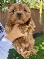 Princess, a female Cavapoo for sale in Suisun City, CA – Photo 5 of 6