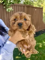 Princess, a female Cavapoo for sale in Suisun City, CA – Photo 6 of 6