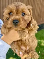 Princess, a female Cavapoo for sale in Suisun City, CA – Photo 2 of 6
