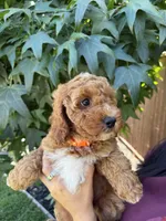 Olivia, a female Cavapoo for sale in Suisun City, CA – 2 of 5