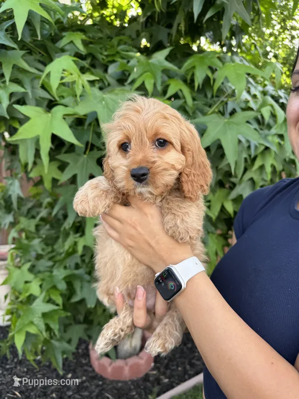 Milo – Cavapoo puppy for sale in Suisun City, CA
