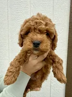 Leo, a male Cavapoo for sale in Suisun City, CA – Photo 3 of 6