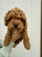 Leo, a male Cavapoo for sale in Suisun City, CA – Photo 5 of 6