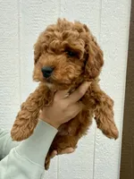 Leo, a male Cavapoo for sale in Suisun City, CA – Photo 1 of 6