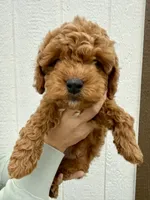 Leo, a male Cavapoo for sale in Suisun City, CA – Photo 6 of 6
