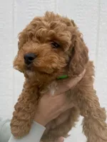 Leo, a male Cavapoo for sale in Suisun City, CA – Photo 2 of 6