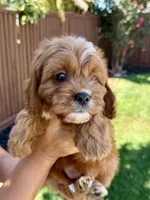 Biscuit, a male Cavapoo for sale in Suisun City, CA – Photo 1 of 6