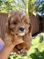 Biscuit, a male Cavapoo for sale in Suisun City, CA – Photo 2 of 6