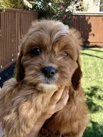 Biscuit, a male Cavapoo for sale in Suisun City, CA – Photo 5 of 6