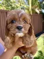 Biscuit, a male Cavapoo for sale in Suisun City, CA – Photo 3 of 6