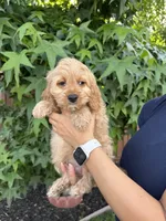 Milo, a male Cavapoo for sale in Suisun City, CA – 4 of 4