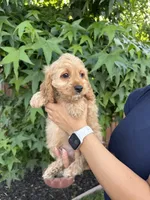 Milo, a male Cavapoo for sale in Suisun City, CA – 2 of 4