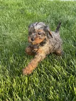 Marble, a female Cavapoo for sale in Suisun City, CA – Photo 2 of 5