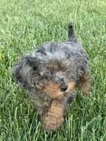 Marble, a female Cavapoo for sale in Suisun City, CA – Photo 5 of 5
