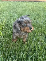 Marble, a female Cavapoo for sale in Suisun City, CA – Photo 3 of 5