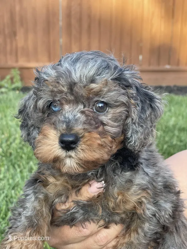 Marble, a female Cavapoo for sale in Suisun City, CA – Photo 1 of 5