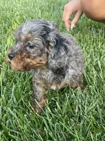 Marble, a female Cavapoo for sale in Suisun City, CA – Photo 4 of 5
