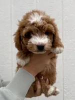 Remy, a male Cavapoo for sale in Suisun City, CA – Photo 2 of 5