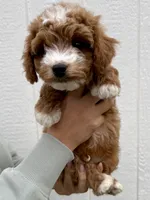 Remy, a male Cavapoo for sale in Suisun City, CA – Photo 3 of 5
